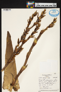 Image of Vriesea bahiana