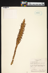 Tillandsia barclayana image