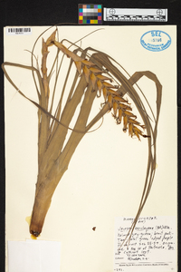 Tillandsia barclayana image