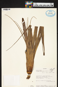 Tillandsia barclayana image