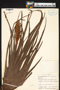 Tillandsia barclayana image