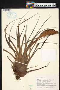 Tillandsia barclayana image