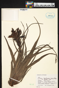 Tillandsia barclayana image