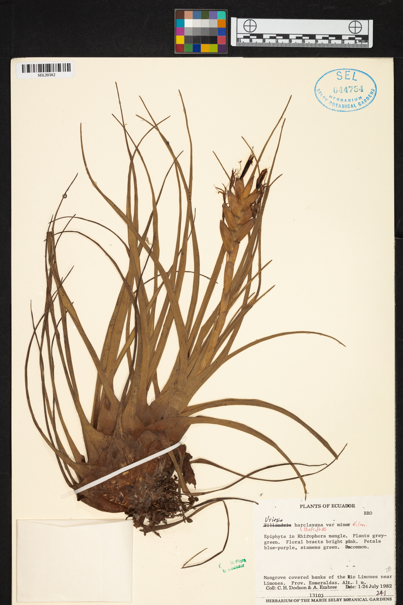 Tillandsia barclayana image