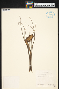 Tillandsia barclayana image