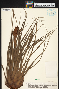 Tillandsia barclayana image