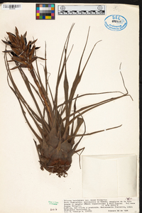 Tillandsia barclayana image