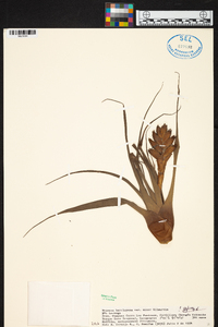 Tillandsia barclayana image