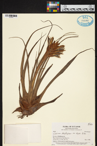 Tillandsia barclayana image