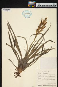 Image of Vriesea bleheri