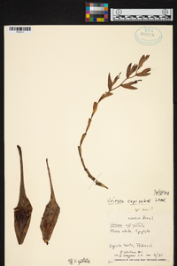 Vriesea capixabae image