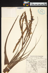 Vriesea cereicola image