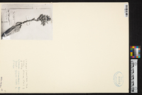 Image of Vriesea densiflora