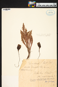 Tillandsia didistichoides image