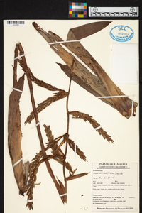 Image of Vriesea duidae