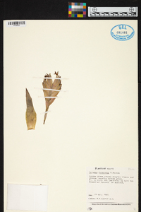 Image of Vriesea duvaliana