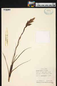 Image of Vriesea flammea