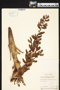 Image of Vriesea friburgensis