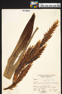 Image of Vriesea harmsiana