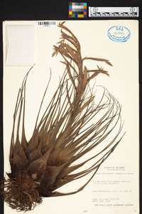 Tillandsia heterandra image