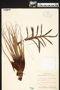 Tillandsia heterandra image