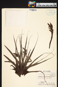 Tillandsia heterandra image