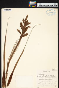 Tillandsia heterandra image