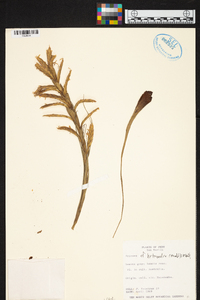 Tillandsia heterandra image