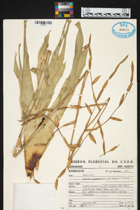 Vriesea procera image