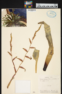 Vriesea procera image