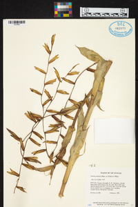 Vriesea procera image