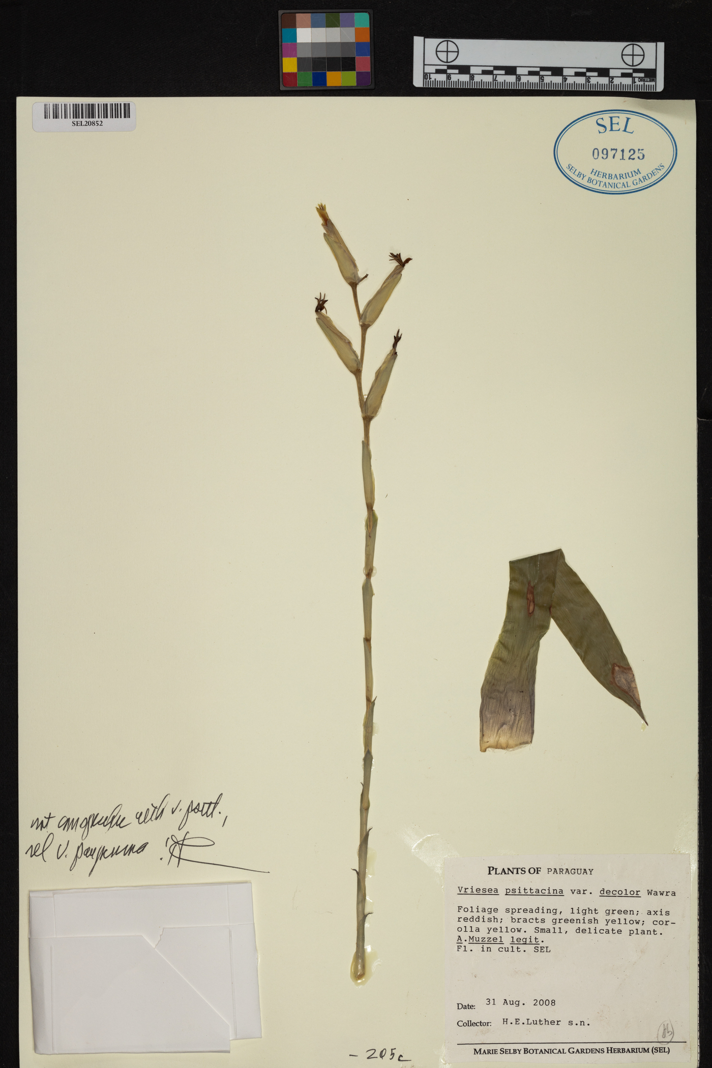 Vriesea psittacina var. decolor image