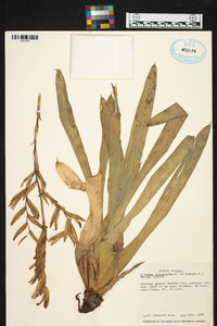 Vriesea procera image