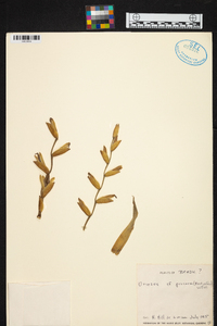 Vriesea procera image