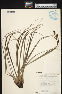 Image of Werauhia graminifolia