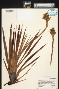 Werauhia hygrometrica image