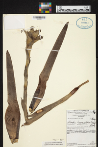 Werauhia hygrometrica image