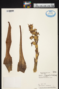 Werauhia hygrometrica image