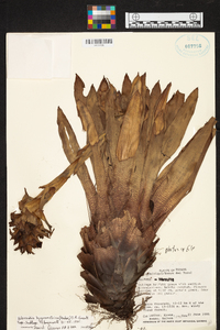 Werauhia hygrometrica image