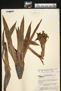 Werauhia hygrometrica image