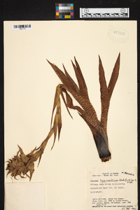 Werauhia hygrometrica image