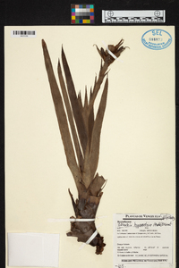 Werauhia hygrometrica image