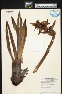 Werauhia hygrometrica image