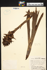 Werauhia hygrometrica image