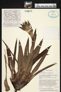 Werauhia hygrometrica image