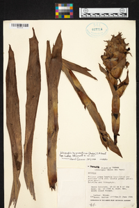 Werauhia hygrometrica image