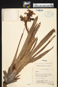 Werauhia hygrometrica image