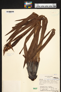 Werauhia hygrometrica image