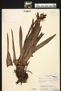 Werauhia hygrometrica image