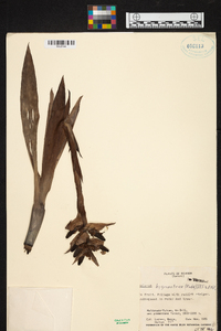 Werauhia hygrometrica image